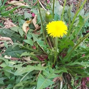 Diente de León
