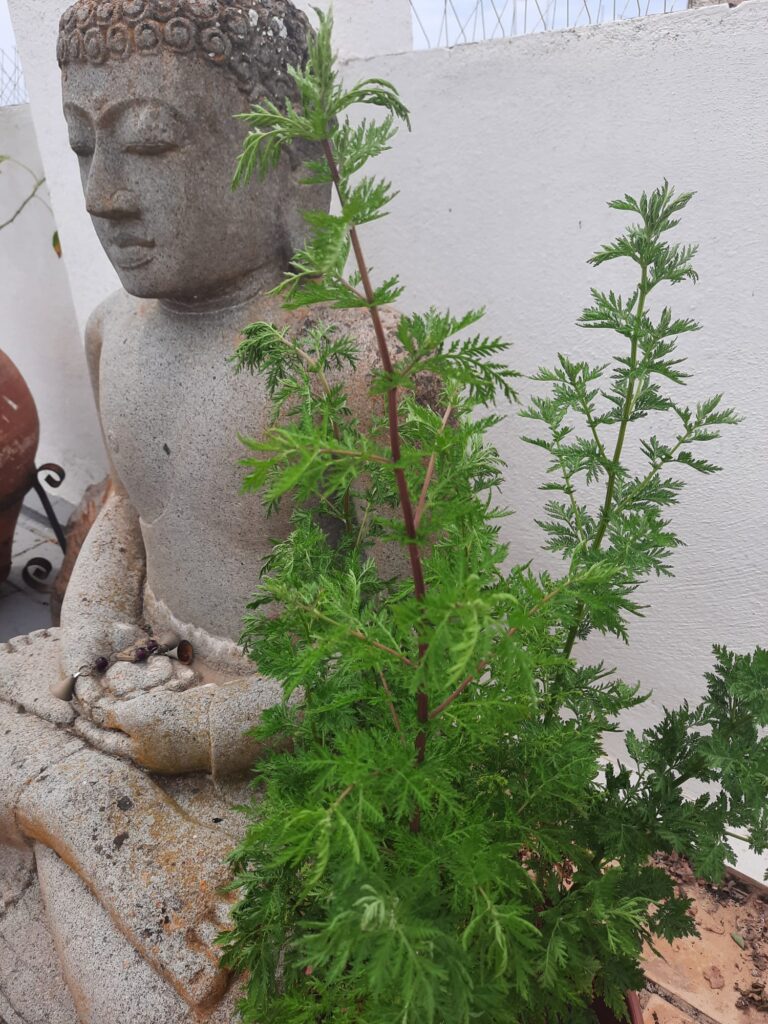 Artemisa Annua propiedades y beneficios